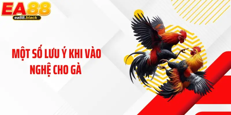 Một số lưu ý khi vào nghệ cho gà